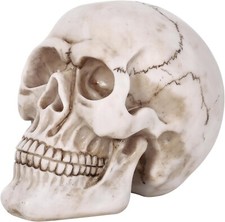 Halloween Human Skull Life
