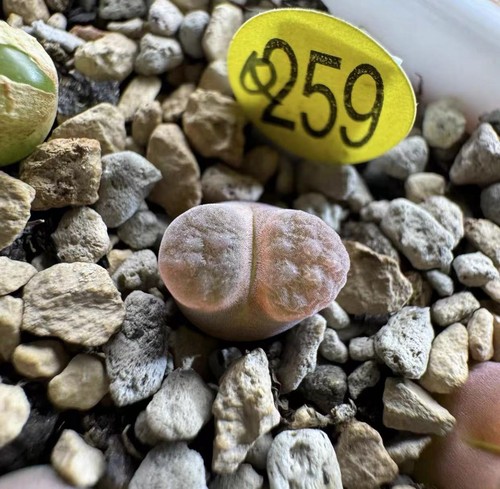 Conophytum caroli concordans