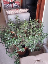 large indoor house plants