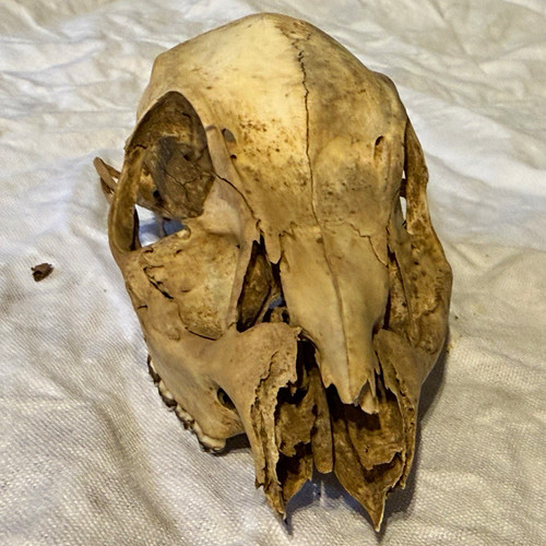 Genuine vintage baby muntjac - genuine,