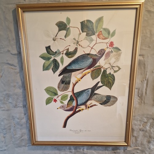 Vintage john audubon - vintage, framed