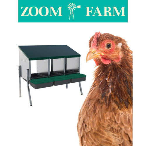 Chicken laying nest box - chicken,