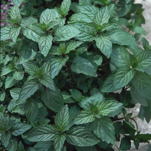 Peppermint mint plants - mint,