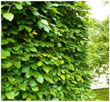 50 Green Beech Hedging Plants