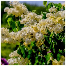'Primrose' Syringa Vulgaris -