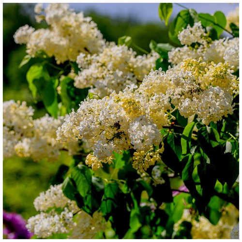 Primrose syringa vulgaris - syringa,