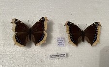 Camberwell Beauty Butterfly. Nymphalis Antiopa Real Specimens With Data