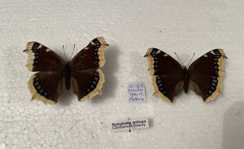 Camberwell beauty butterfly - camberwell,