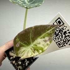 Alocasia black velvet