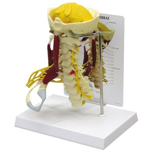 Cervical vertebrae muscled - cervical,