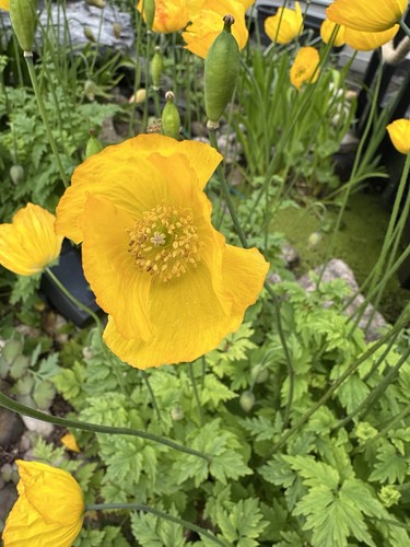 Yellow poppy seedlings - yellow,