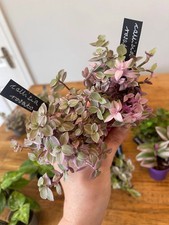 Callisia Repens Rosato