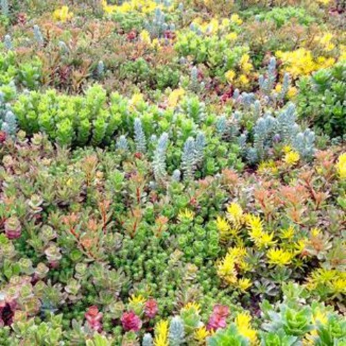 Sedum mixed perennial - 24,