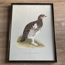 Vintage Grouse Framed Print By