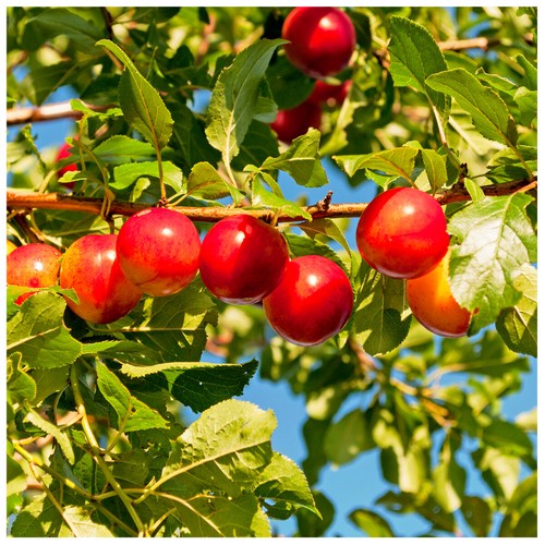 Cherry plum tree prunus - /,