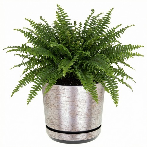 Plant pots flower planter - plant,