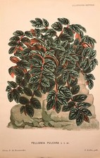 PELLIONIA PULCHRA Linden