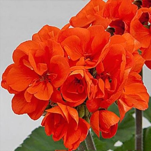 Geranium zonal moonlight - zonal, 'moonlight