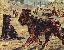 BRIARD LOVELY DOG GREETINGS