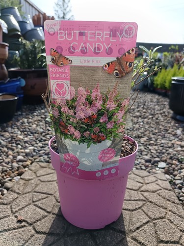 Pink buddleia butterfly - pink,