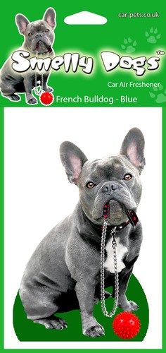 French bulldog blue - blue,