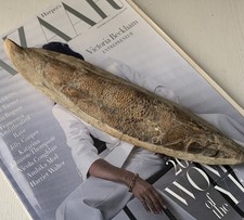 Racholepis Brazilian Fossil