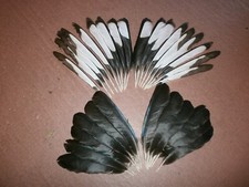 30 MAGPIE WINGFEATHERS -