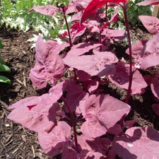 Unusual Oriental Orach Scarlet