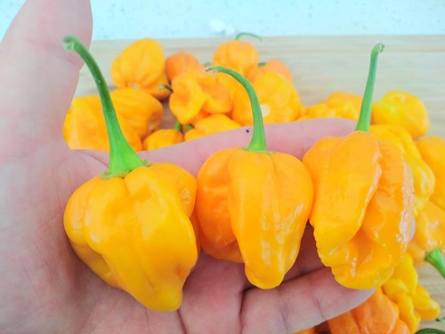 Habanero west indian - west, chilli