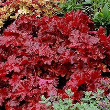 Heuchera x Hybrida 'Forever