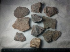 Job Lot Of Crinoid Fossils
