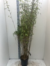 Fargesia 'Viking' Clumping