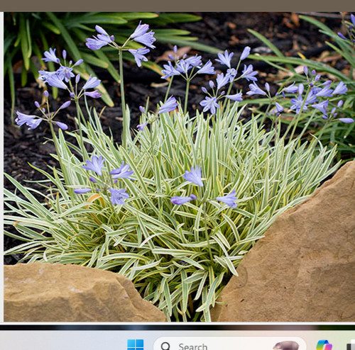 Agapanthus golden drop dwarf - golden,