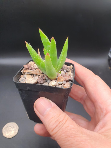Aloe melanacantha jaws - 'jaws', |