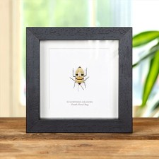 Taxidermy Death Head Bug Frame