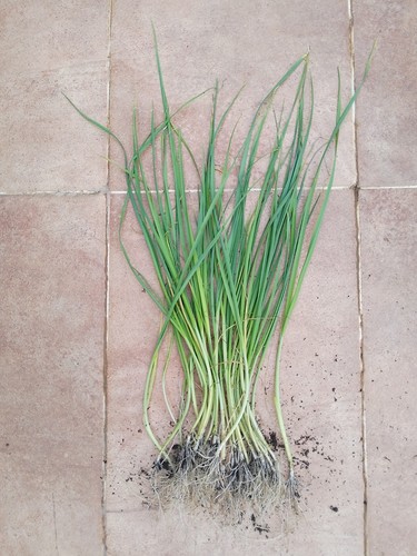 Bare rooted leek - leek, plug