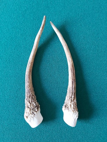 Fallow pricket deer antlers - fallow,