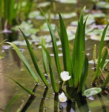 Baby water soldier plants - baby,