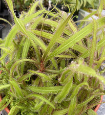 Drosera Adelae - Lance Leaved Sundew - Carnivorous Plant