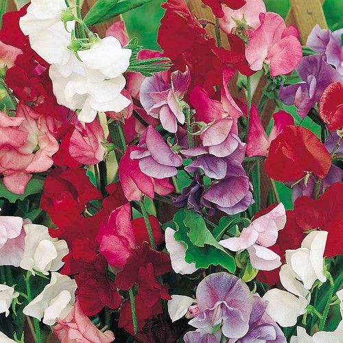 Sweet pea giant - pea, spencer