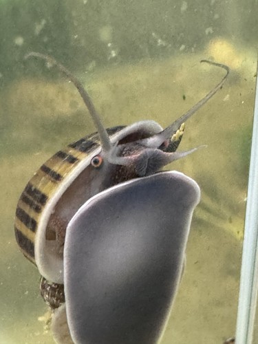 Black mystery snails - 4+1,