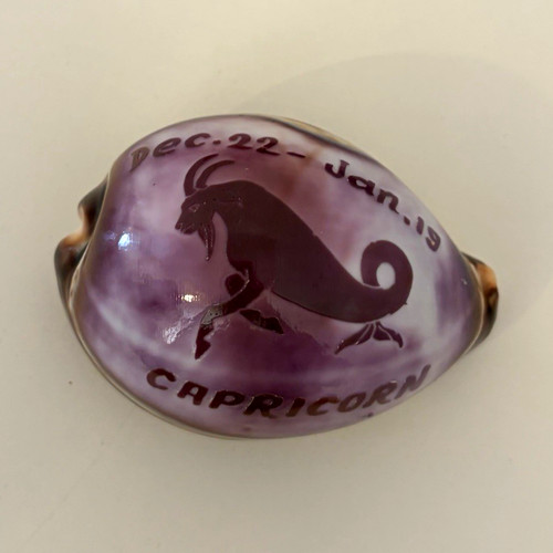 Polished natural cowrie - polished,