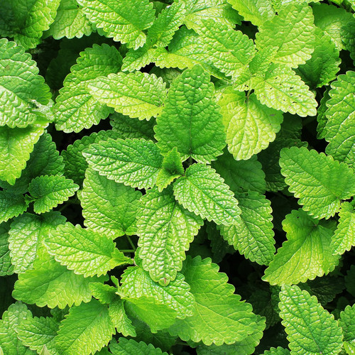 Garden mint herb perennial