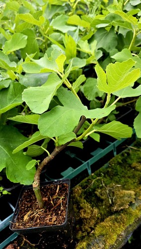 Ficus carica brown - ficus, 'brown