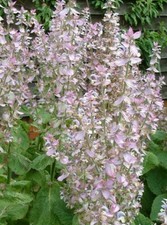 500 seeds Salvia sclarea