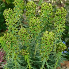 EUPHORBIA SEEDS THREE TYPES TO