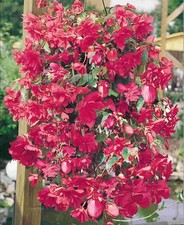 6 Trailing Begonia Ilumination