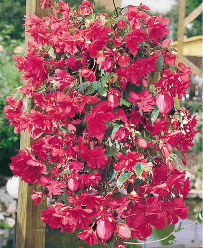 Trailing begonia ilumination - 6,