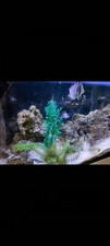 Red Sea Max 250 Fishtank/Aquarium Fish Tank