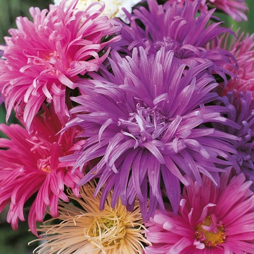 Aster ostrich plume mixed - aster,